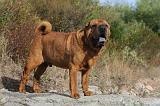 SHAR-PEI 003